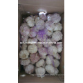 5.0cm Purple Garlic (10kg Carton)